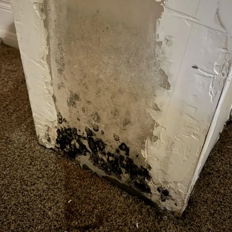Professional Mold Removal in East Baton Rouge Parish, LA
